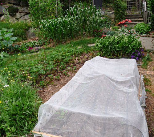 Insect netting cover root crop